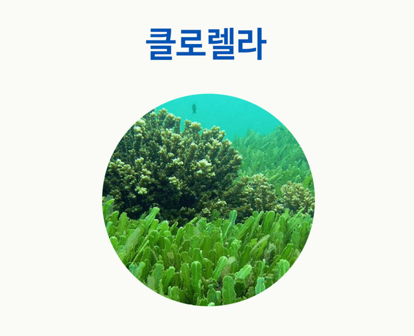 클로렐라-효능