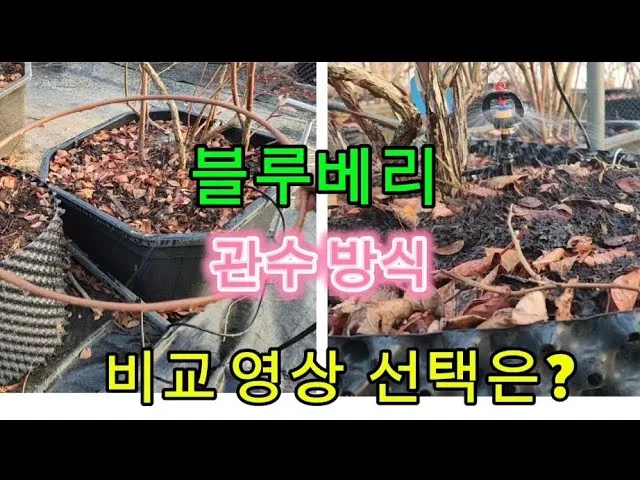 관수 방식 비교 드립 점적 스프링클러 살수장치 선택_1