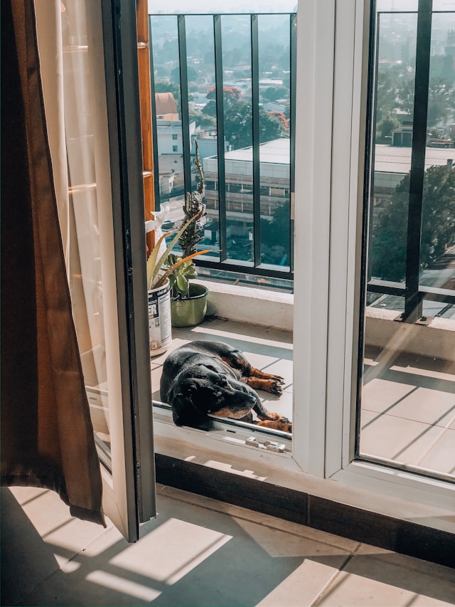 🐾 베란다 반려동물 공간 꾸미기 | 사랑과 배려가 머무는 작은 쉼터