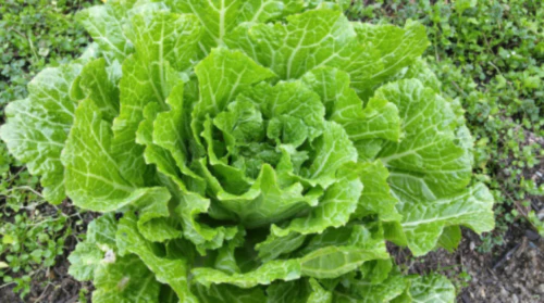 김장김치-배추고르기