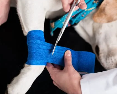 강아지 십자인대 파열 증상, 수술비 총정리