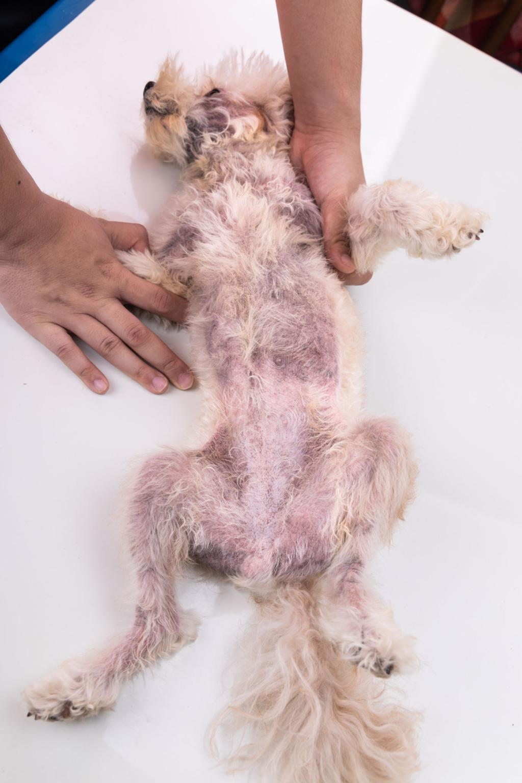 강아지 피부병