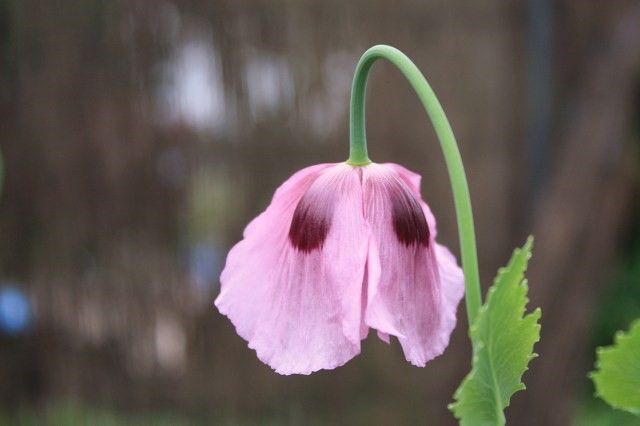 개양귀비 양귀비 구별 법 비교