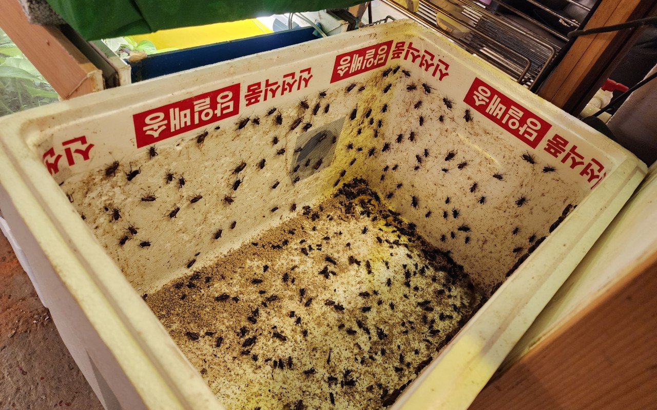 사료용 귀뚜라미