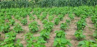 중부지방 들깨 파종시기 및 재배법 농사 팁 정리_22