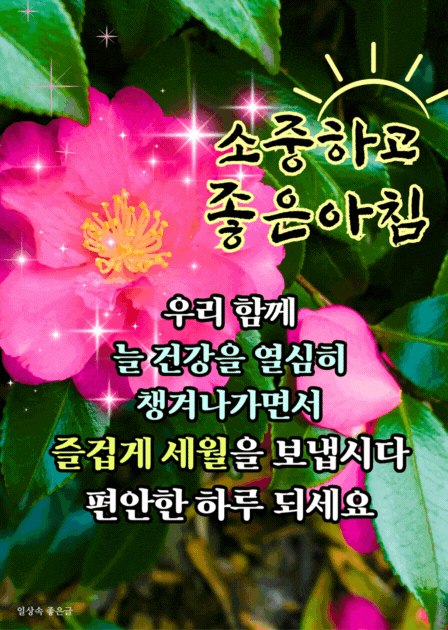 선명한 분홍 동백꽃과 잎사귀 배경 위에 건강과 평안을 바라는 좋은 아침 문구가 담긴 이미지