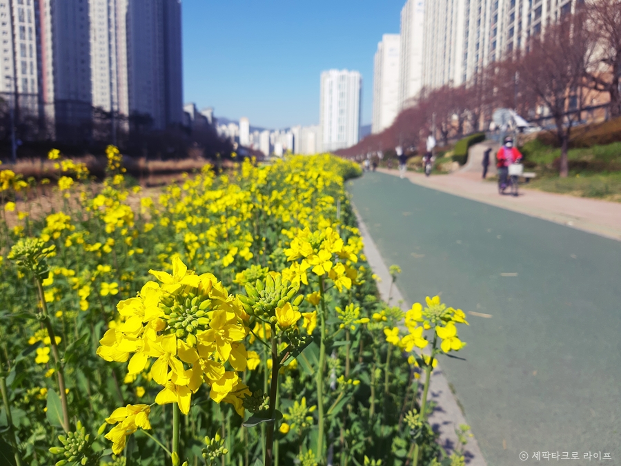 유채꽃풍경