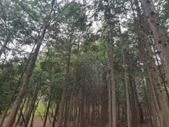 화인산림욕장 옥천 가볼만한곳 추천 명소 산책로 주차