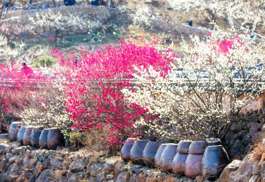 2025 광양 매화축제