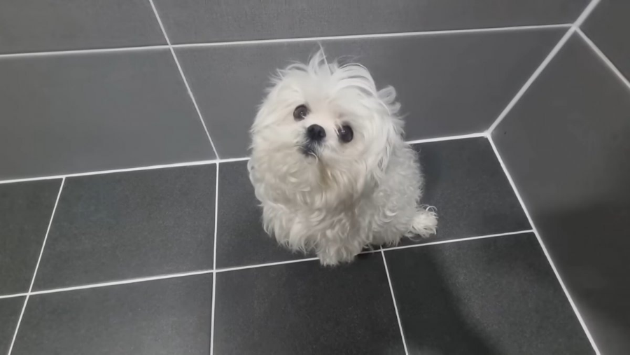 배우 구성환 꽃분이