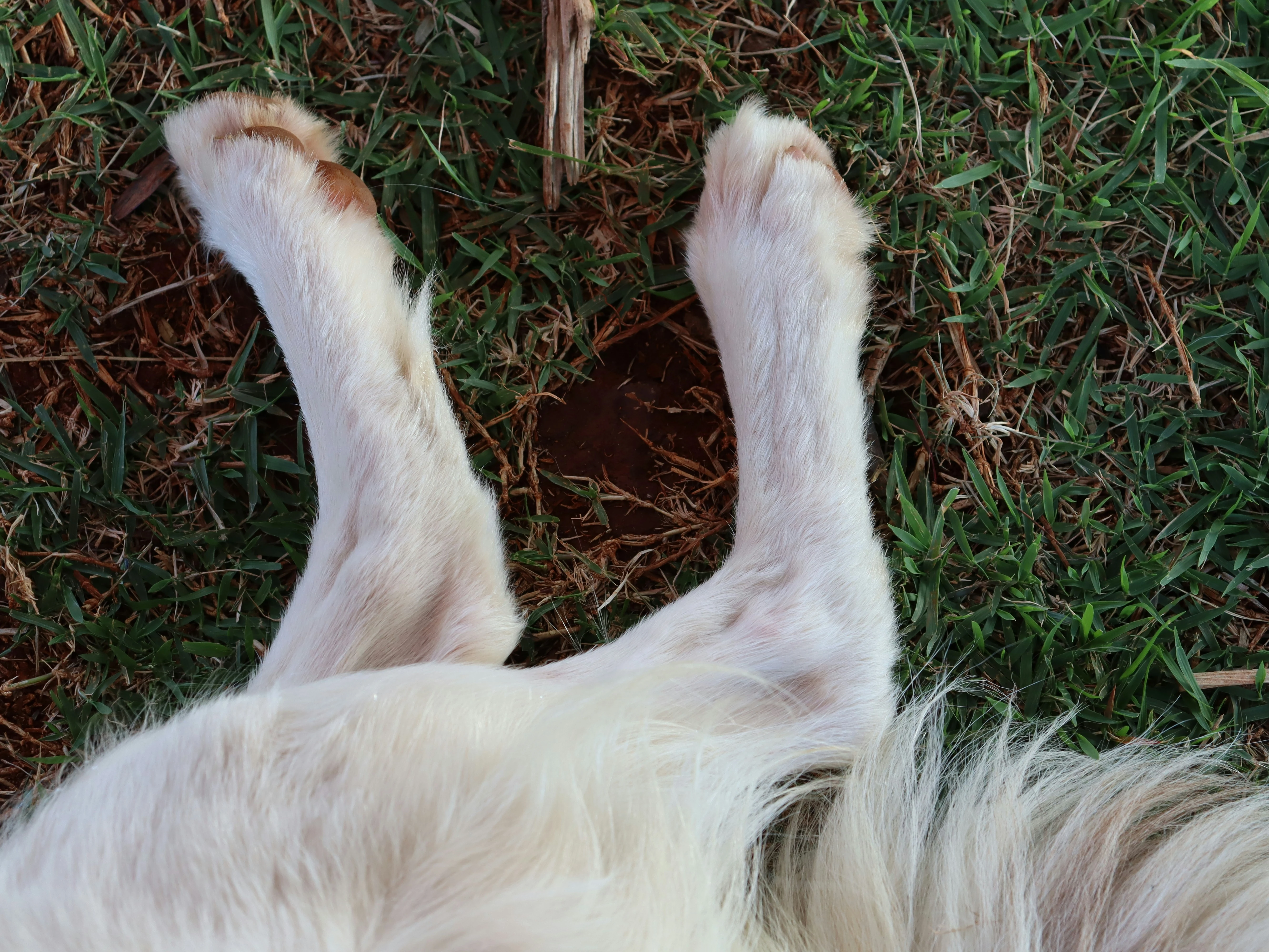 강아지 관절 나이 계산과 관리법