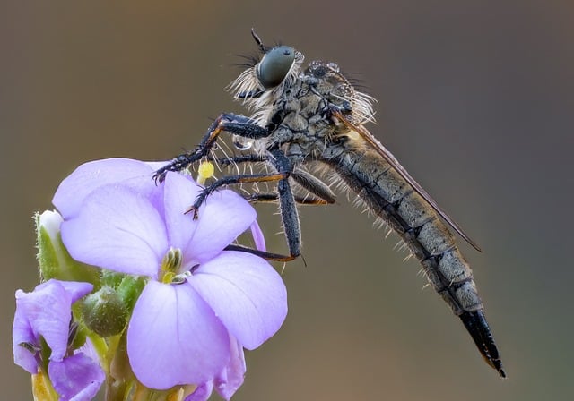 러브버그 관련이미지