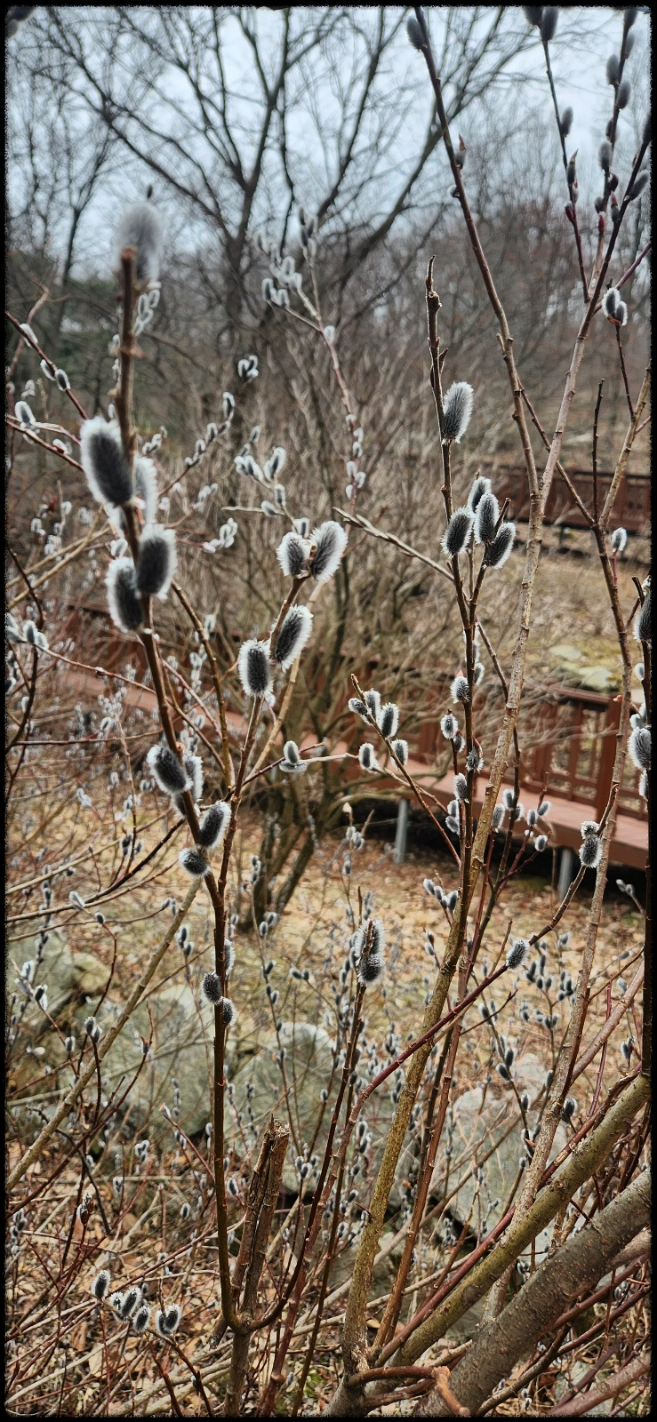 석모도 수목원: 목련꽃