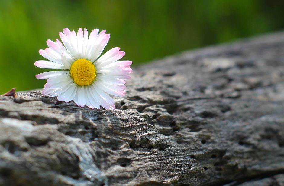 A delicate daisy flower rests on textured wood, showcasing vibrant colors and natural beauty.