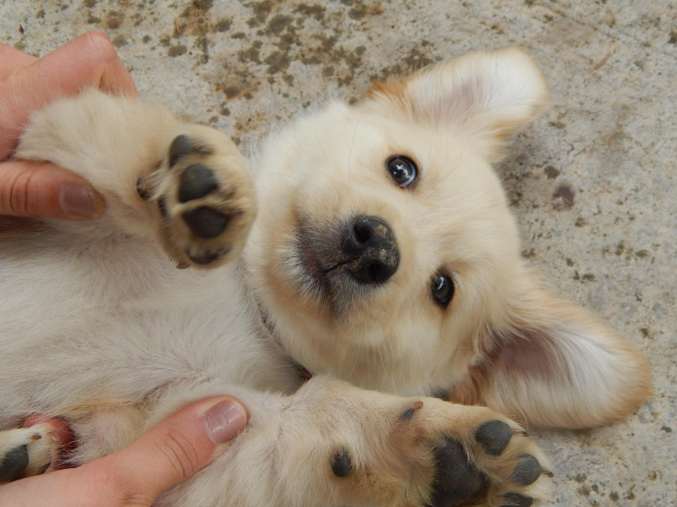개(강아지)에 대한 두려움이 삶을 제한할 때, 케니노포비아의 이해와 극복 방법