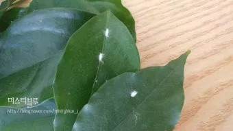 화분 깍지벌레 제거 면봉닦기 알코올희석 분무 재발방지 체크_3