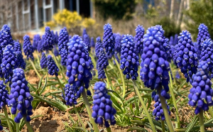 태안 안면도 튤립축제 개화상황