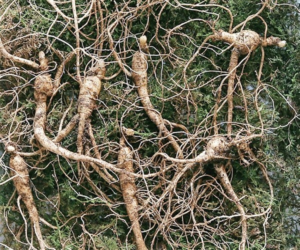 생생정보 지금이 딱 심봤다! 산속 보물 산양삼 장뇌삼 약초 산더덕 전국 택배 주문 온라인 판매