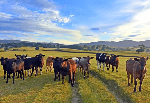 넓은 풀밭에 소 13마리가 나란히 서있다. 하늘은 하늘색이고 하얀 구름이 넓게 깔렸다.