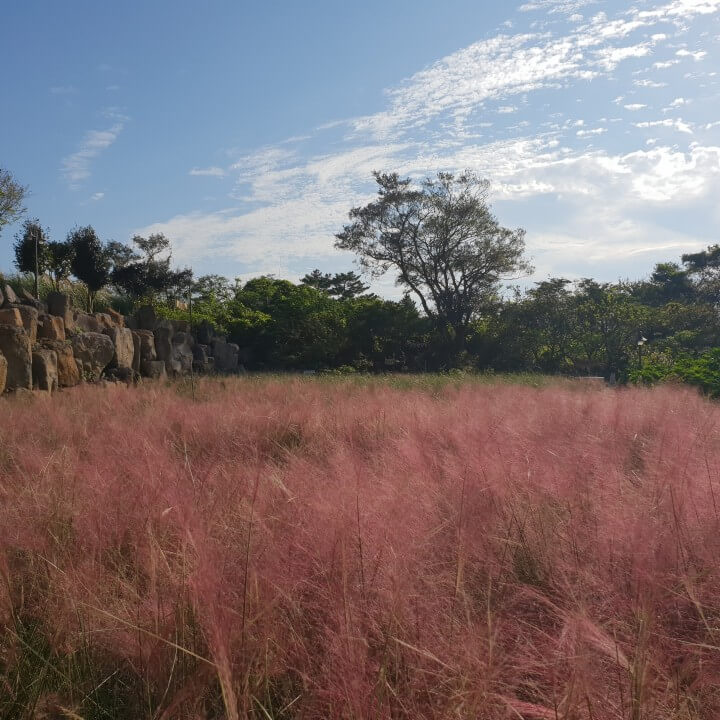 마노르블랑핑크뮬리