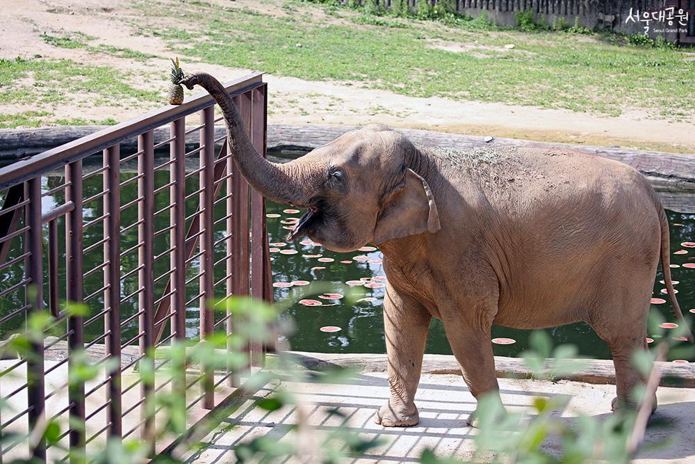 서울근교 갈만한 곳 서울대공원