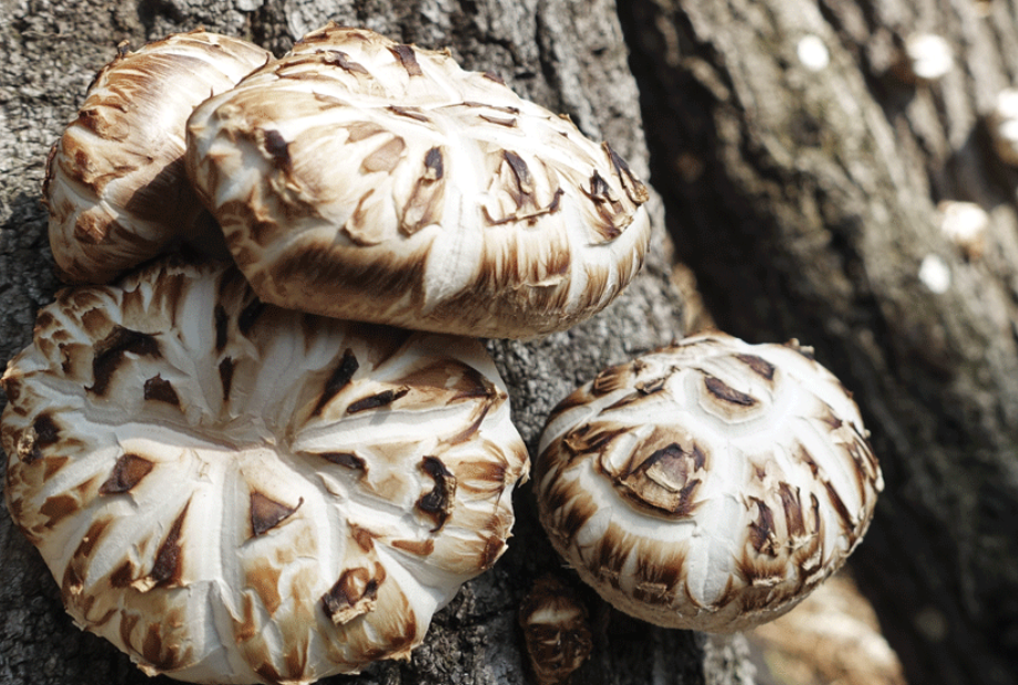 표고버섯 보관방법