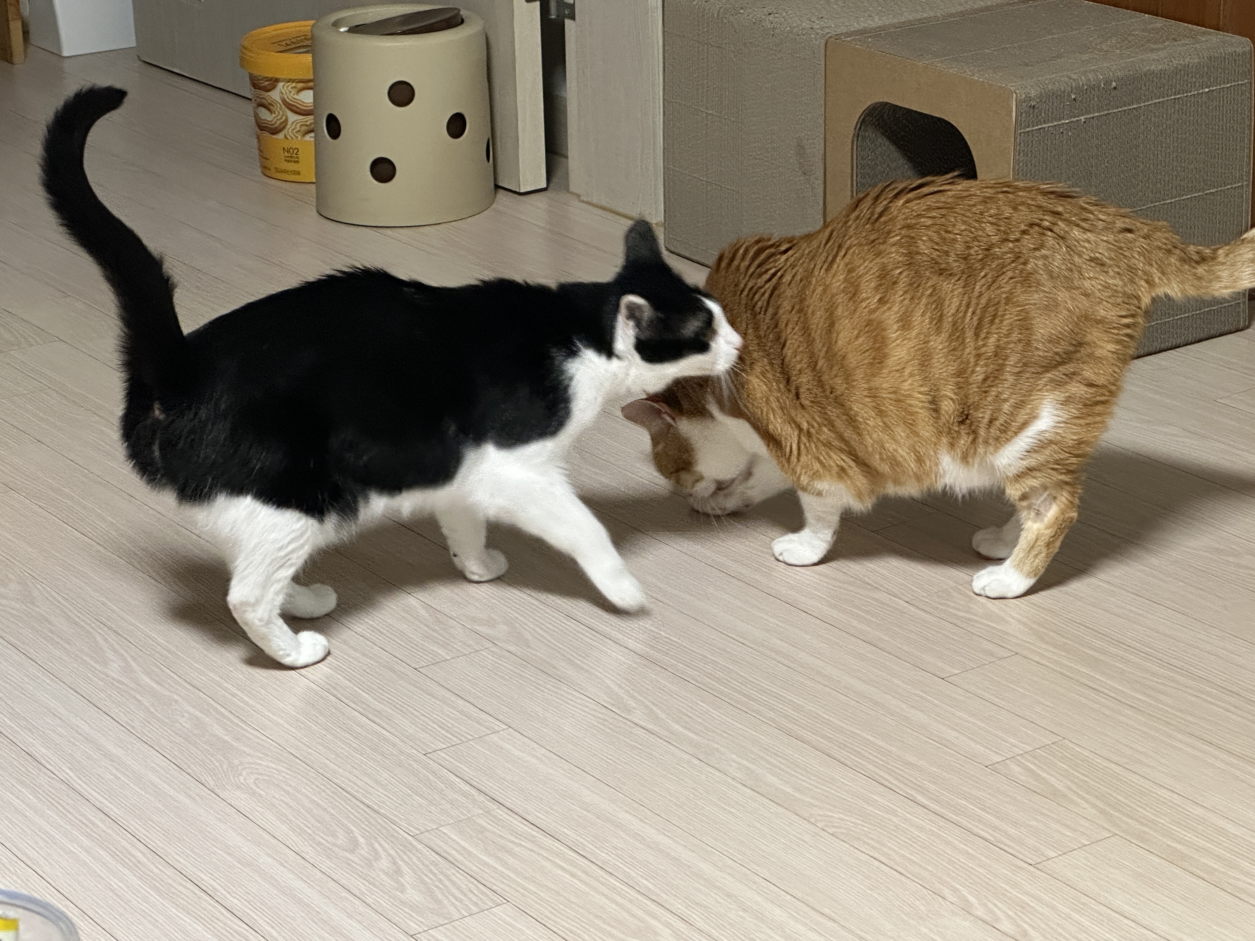 퇴원하고_온_호야_오빠_냄새_맡아보는_두리