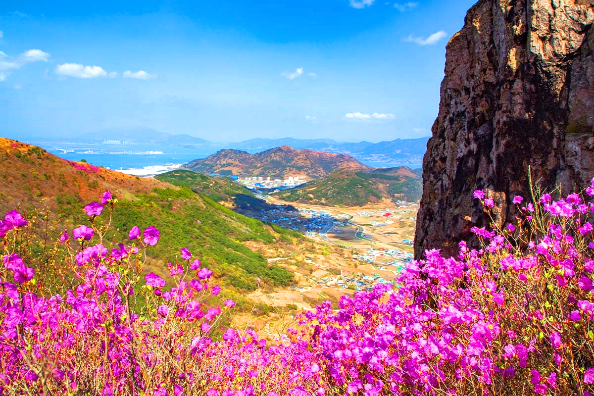 여수 영취산 진달래축제