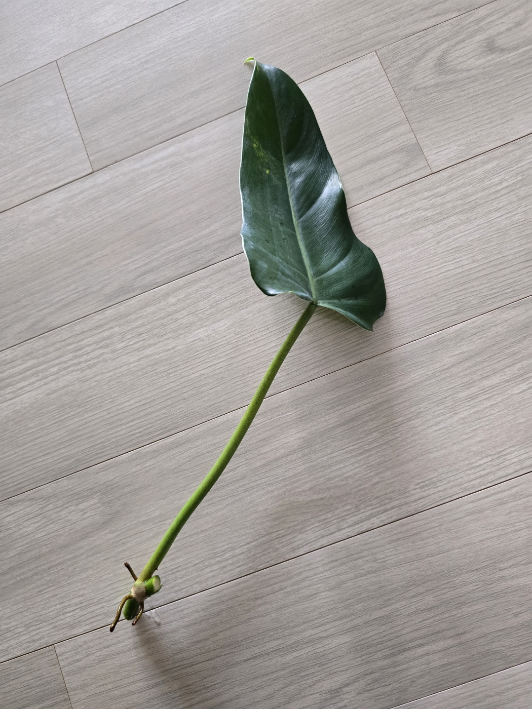 공중뿌리와 가지치기해야하는 부분