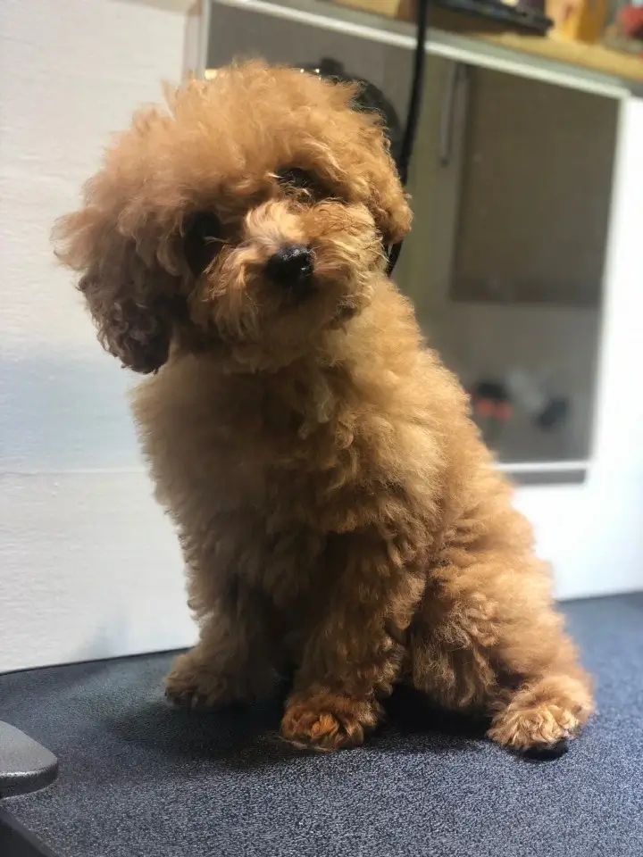 푸들 강아지 사료 추천