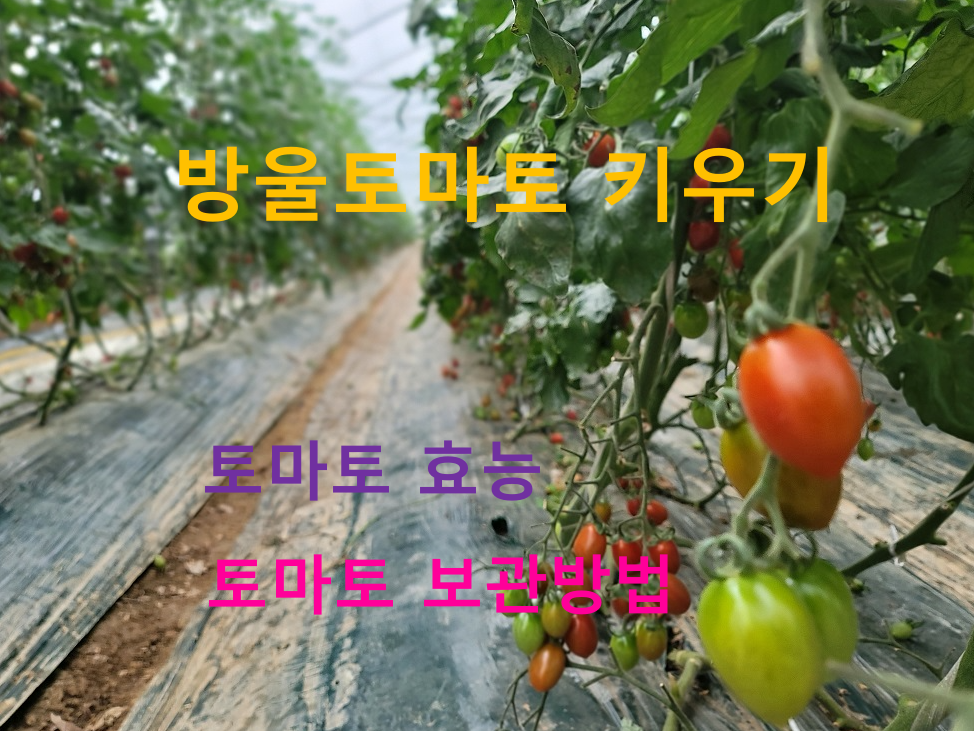 방울토마토 키우기
