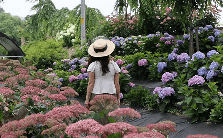 공주 수국 축제