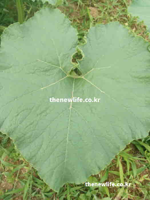 호박잎 효능 영양성분 비타민 K