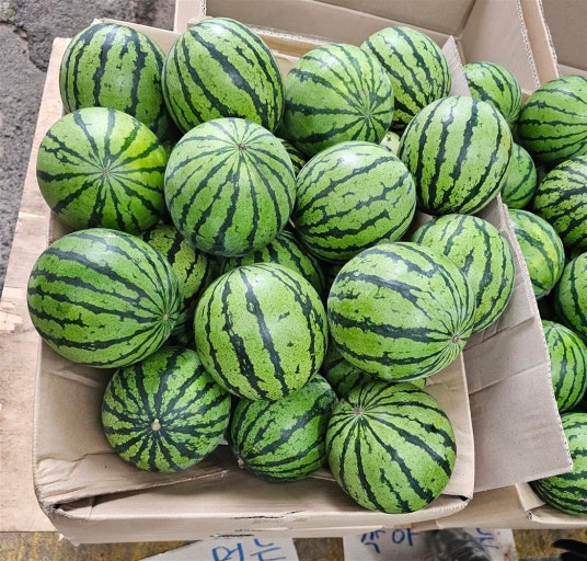 수박고르기-마트 수박