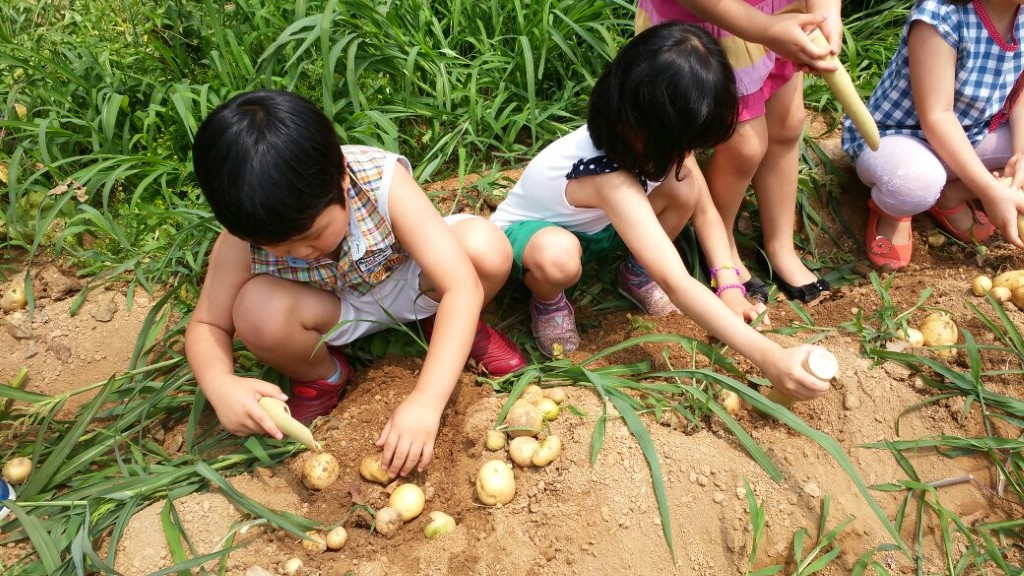 감자 수확 체험에서 감자를 캐는 모습