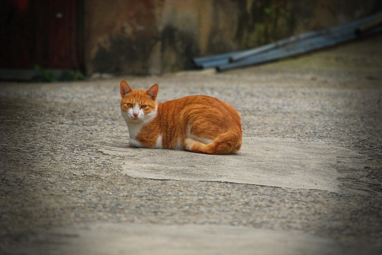 길가에 고양이