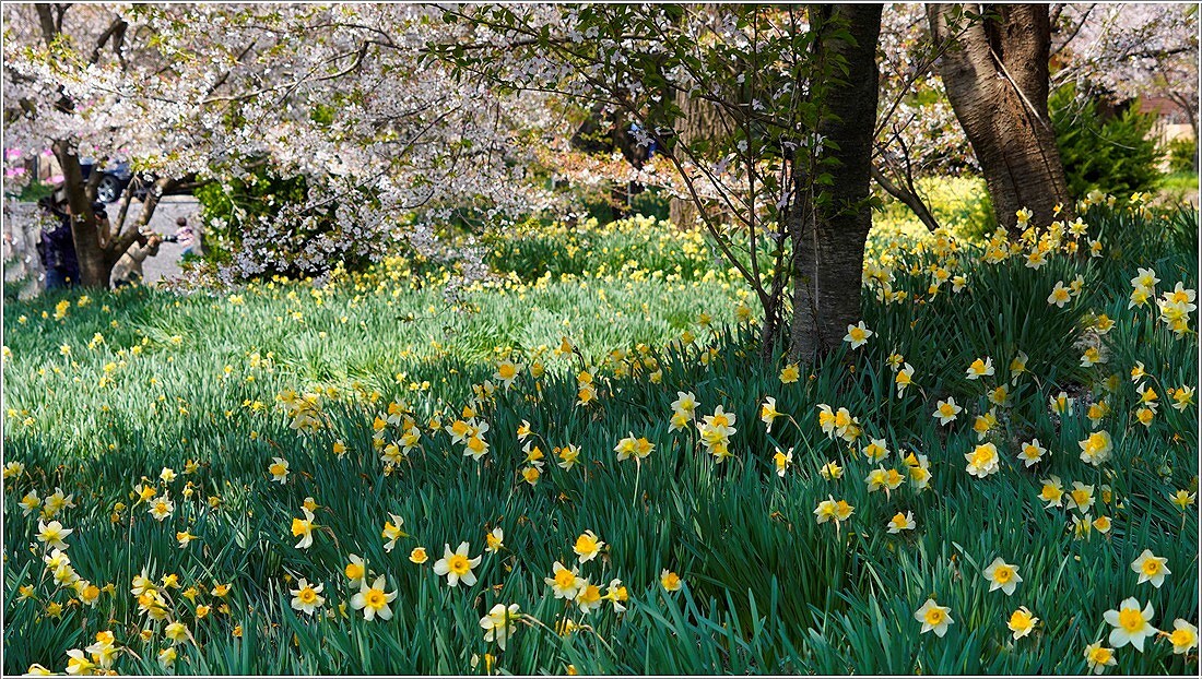 꽃으로 가는 봄 여행지...