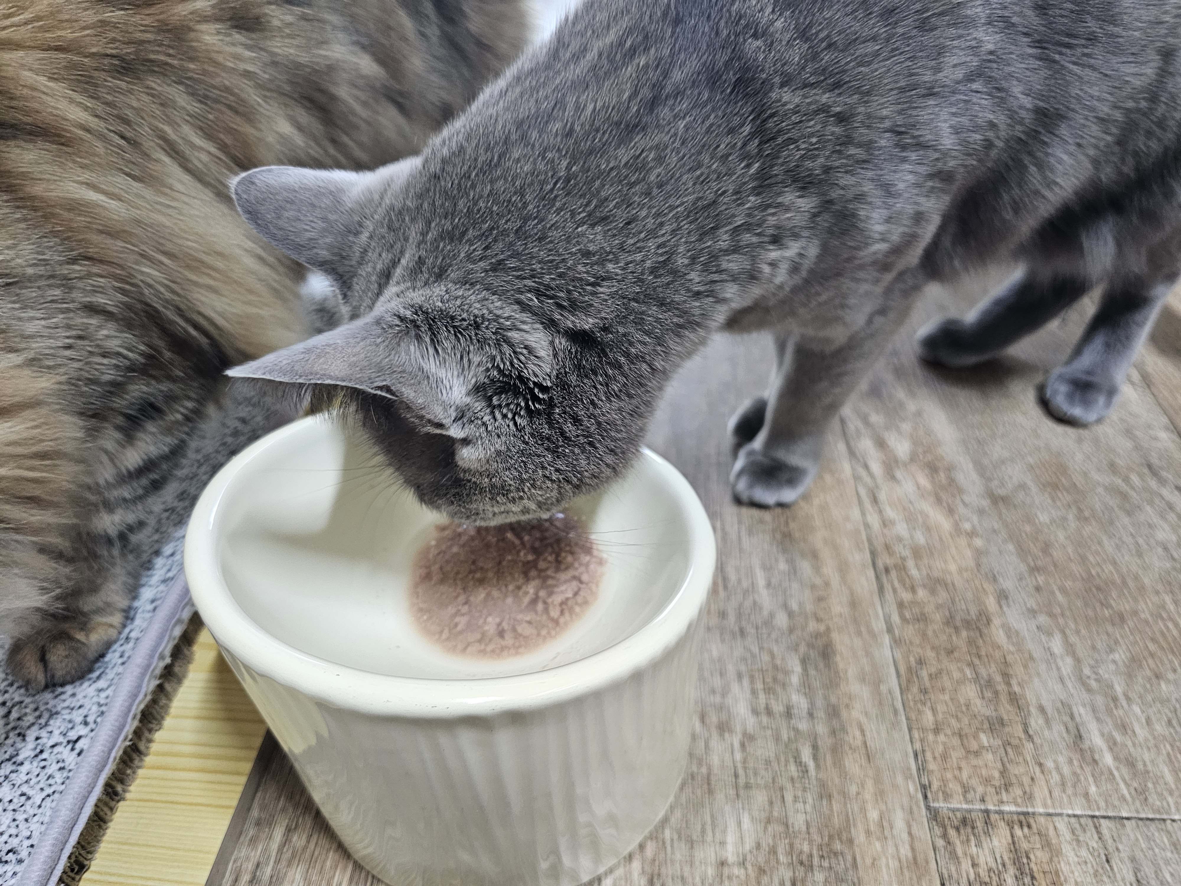 고양이 코로나바이러스