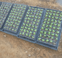 김장 배추 모종 심는 시기