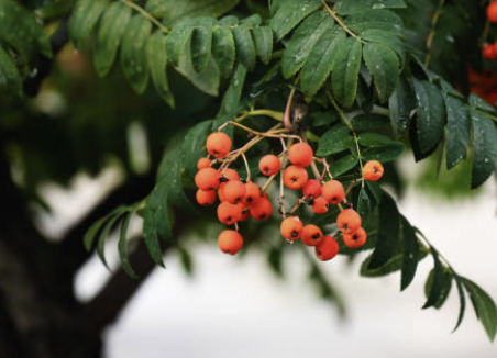 마가목 효능 부작용 먹는 방법 재배 열매, 나무 총정리