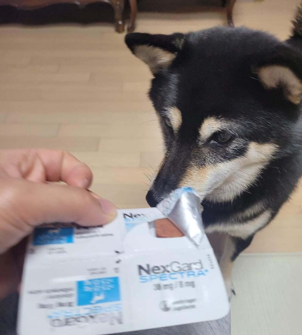 약을 먹기위해 기다리는 강아지