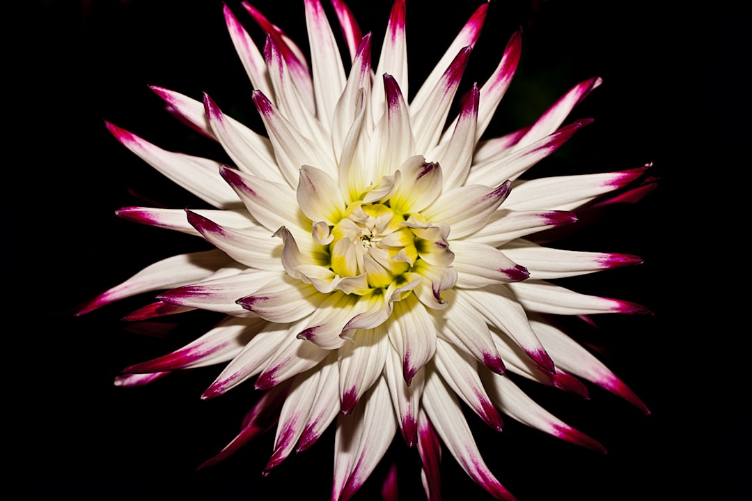 Bloom
