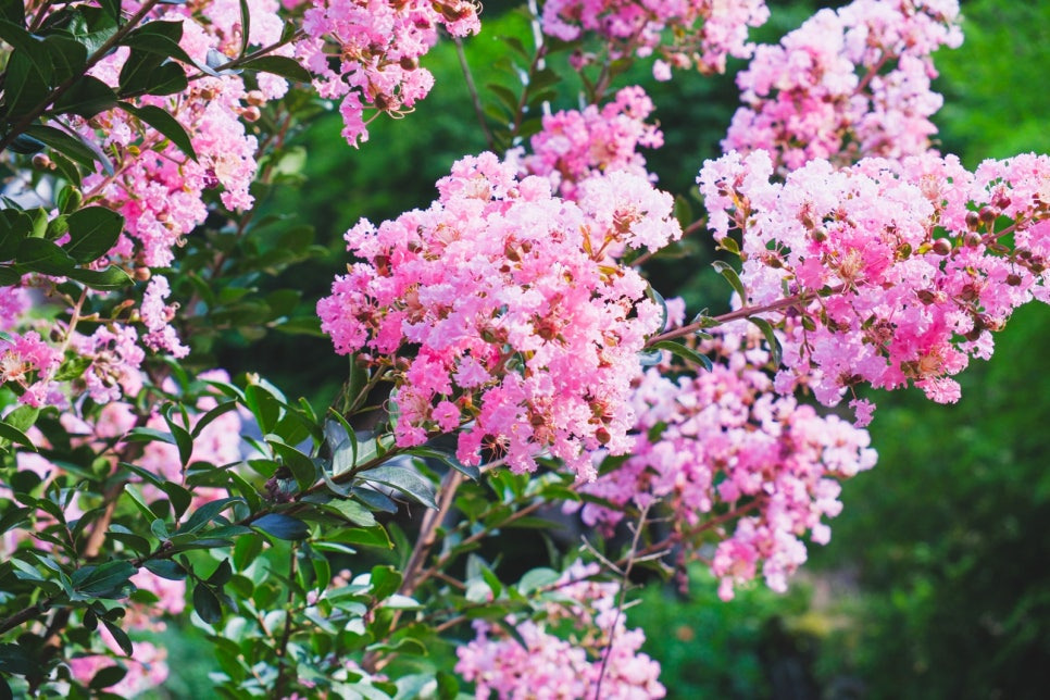 문경 주암정 연꽃과 능소화 명소, 6월~7월 인생샷 코스 정리