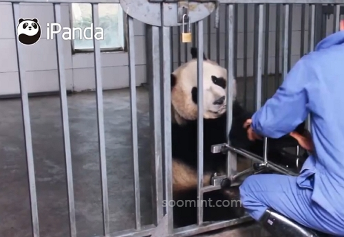 푸바오 중국 실시간 영상, 최근 소식