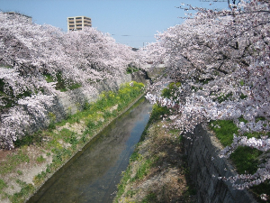 나고야 여행 추천 야마자키 강