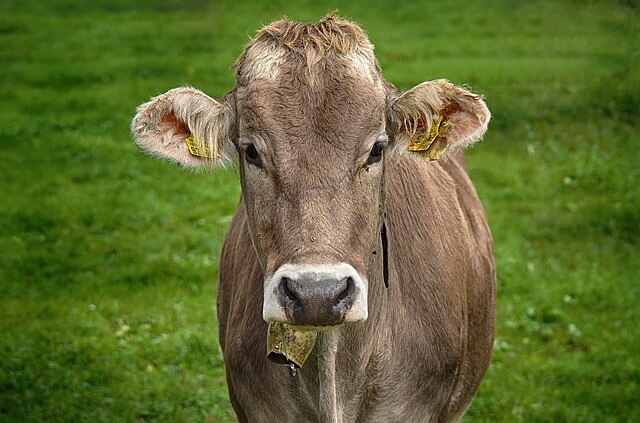 2025년 을사년 2월 운세(2) 소띠 '나랑 비슷한 느낌인데~'