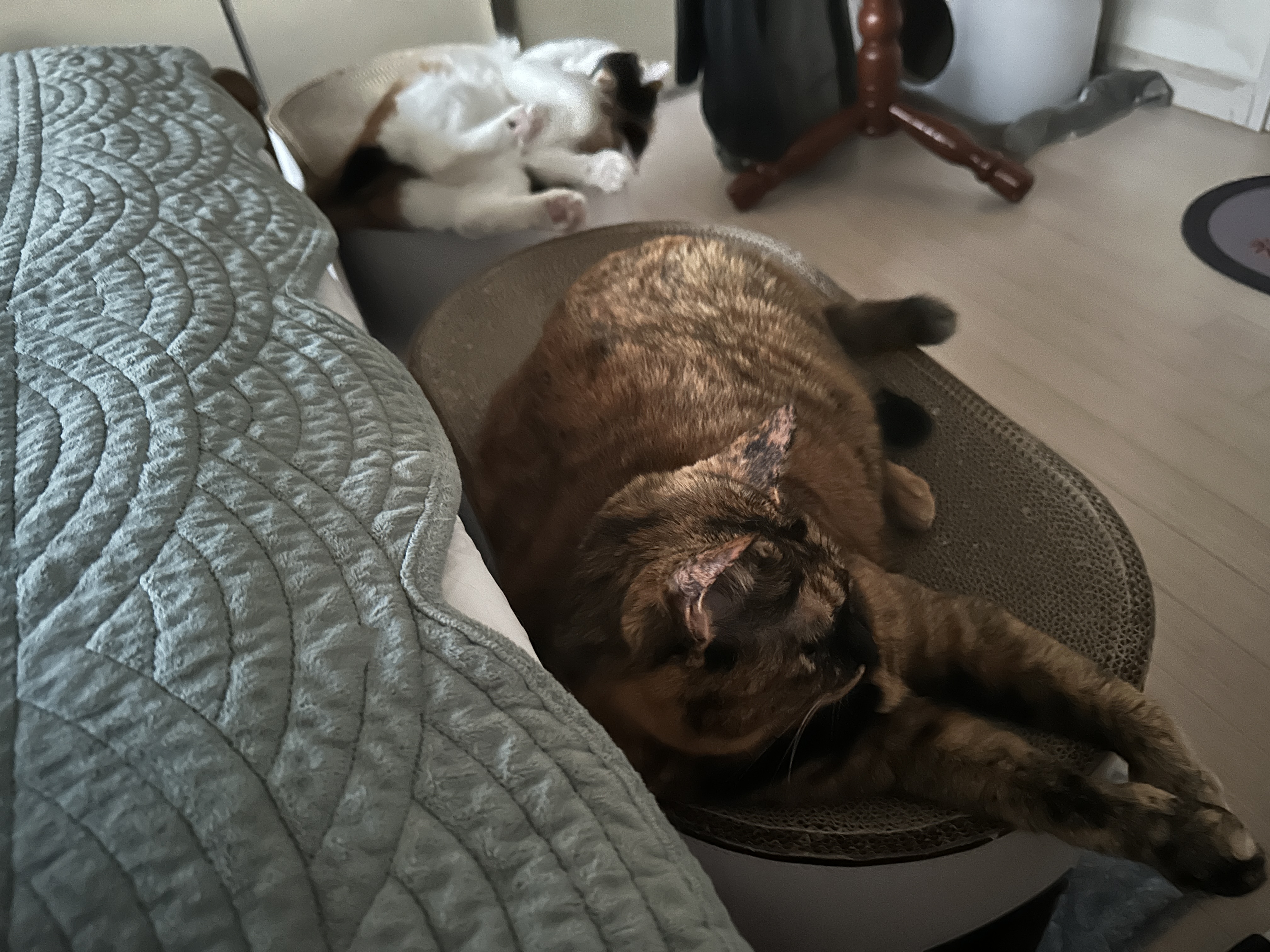 발라당거리며_그루밍하는_요미와_스크래쳐_위에_자리잡고_있는_카오스고양이_사랑이