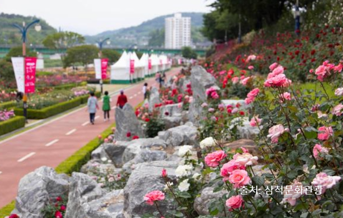 삼척장미공원 장미꽃축제 