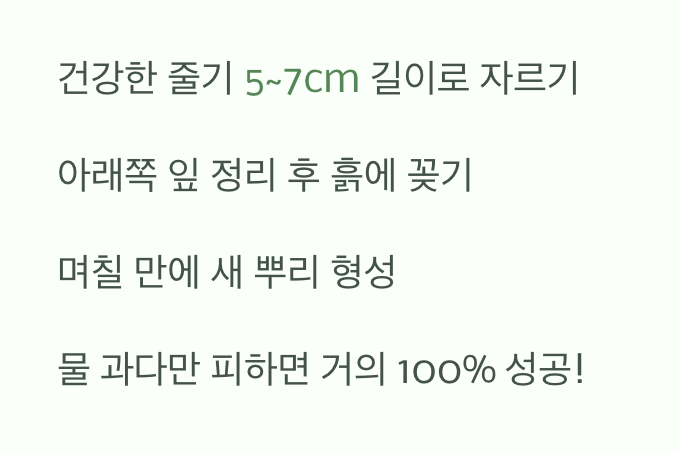 무한 증식의 마법&amp;#44; 꺾꽂이