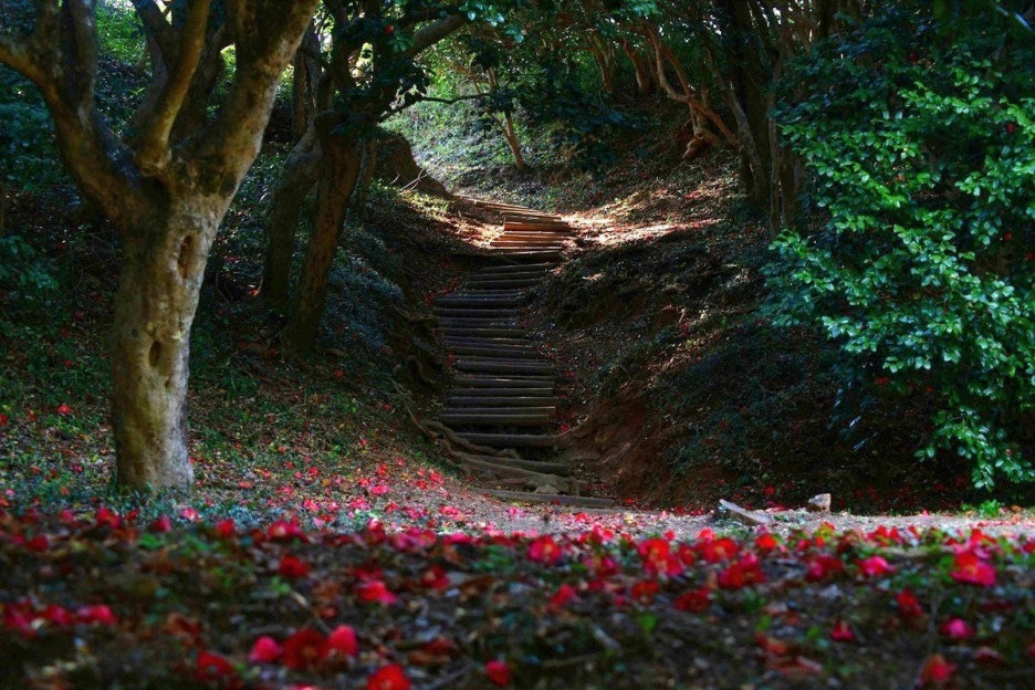 2026 겨울 동백꽃 전국 명소 여기 어디?